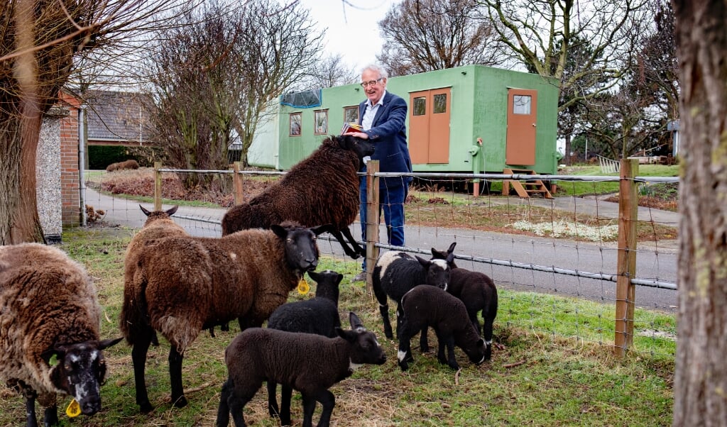 Adrie geeft graag de schapen die tegenover zijn atelier grazen een stuk brood.  (beeld Dirk Hol)