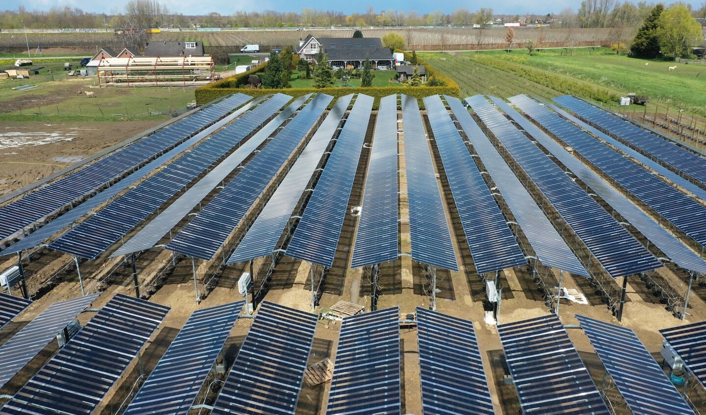 Zachtfruitteler Rini Kusters uit Wadenoijen heeft een wereldprimeur: 4500 zonnepanelen boven zijn fruitgaard.