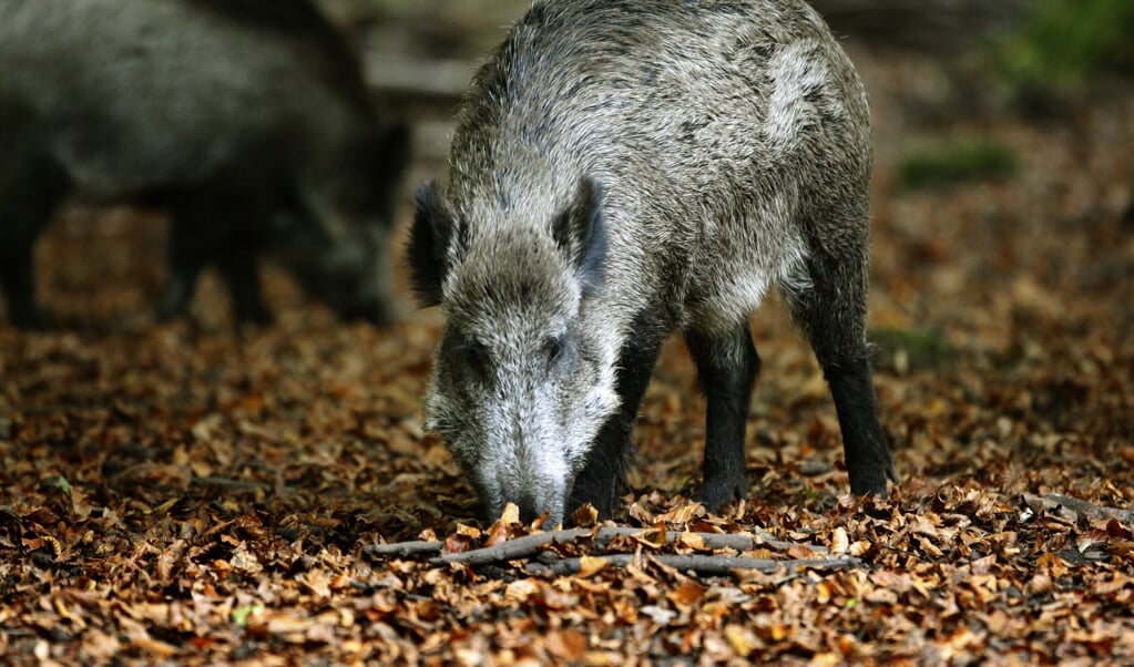 Wilde zwijnen op zoek naar voedsel op de Veluwe. Eikels en beukennootjes vormen het hoofdgerecht van zwijnen. (beeld anp / Koen Suyk)
