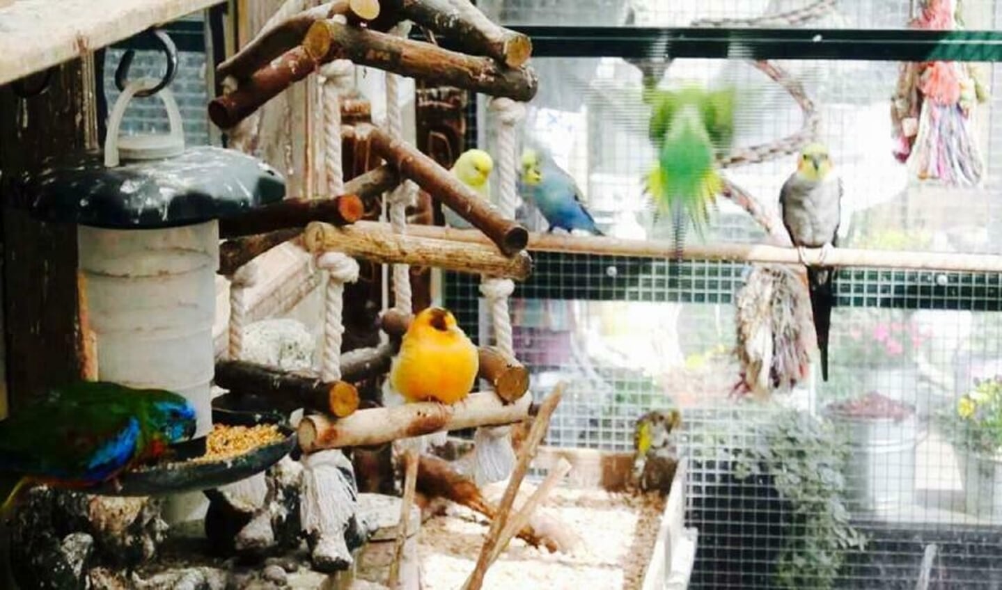 Mike vangt met zijn vader zo'n 20 tot 30 vogels op.