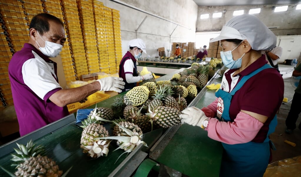 China intimideert en provoceert Taiwan, recentelijk bijvoorbeeld door de import op ananas uit Taiwan te stoppen. (beeld epa / Ritchie B. Tongo)
