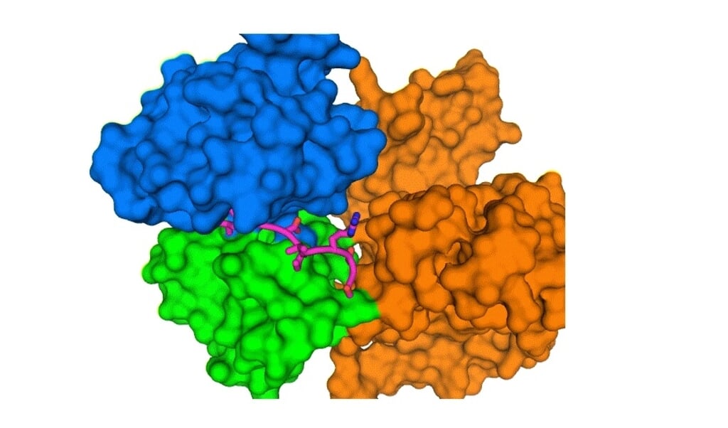 E-eiwit (in magenta) van het coronavirus bindt zich aan longcellen. (beeld Brookhaven National Laboratory)
