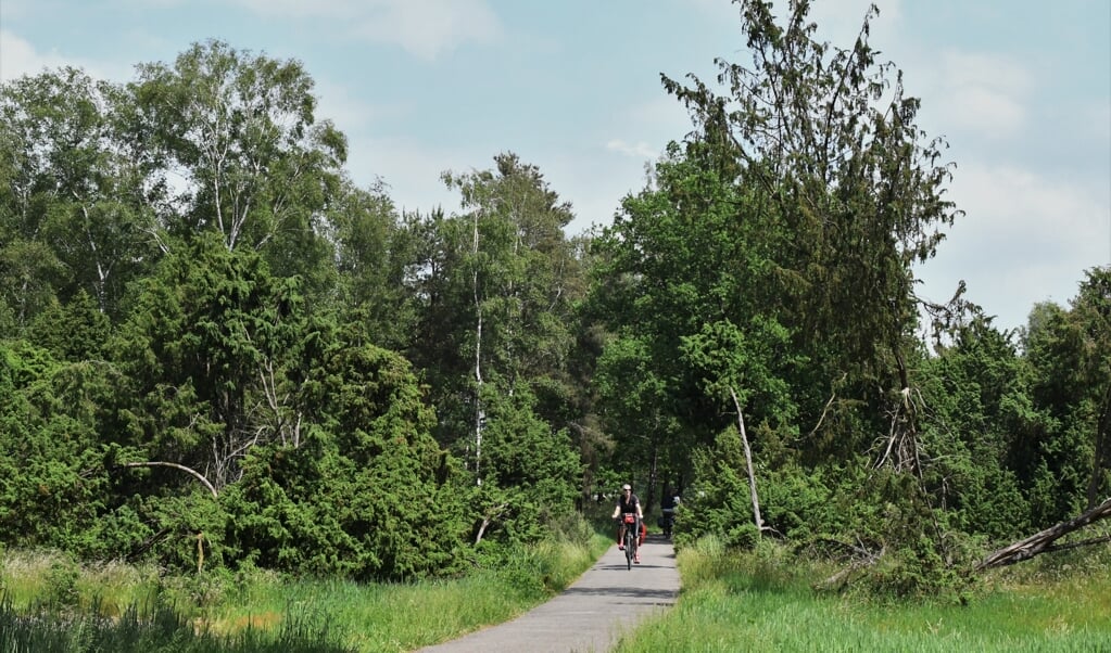 Op het Commissaris Cramerpad fiets je door tussen metershoge jeneverbessen door. (beeld Theo Haerkens)