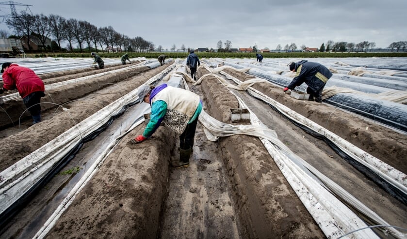Voor het steken van asperges worden vaak arbeidsmigranten ingezet. (beeld anp / Robin van Lonkhuijsen)