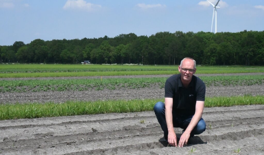 Gerard Hoekzema van proefboerderij 't Kompas in Valhermond in de strook met cichorei. (beeld Theo Haerkens)