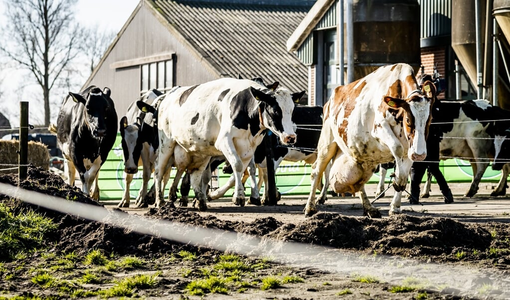 Koeien gaan voor het eerst in het seizoen naar buiten in het Groene Hart. (beeld anp / Remko de Waal)