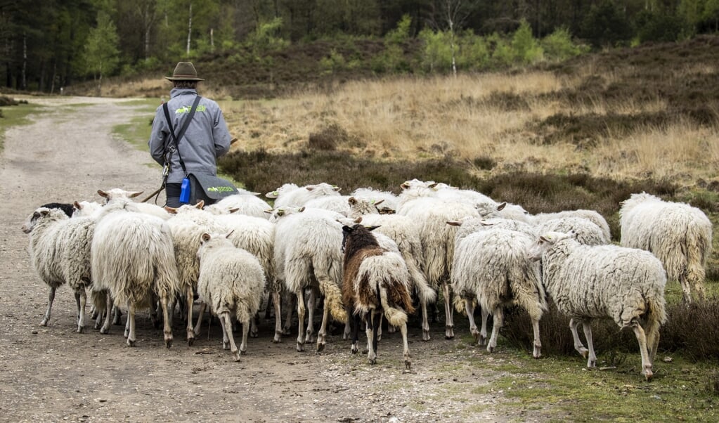 Een predikant is pastor, herder van de gemeente. Het is niet wenselijk om een onderscheid te maken tussen een pastor die aan het HBO is opgeleid en een predikant die academisch is geschoold. (beeld anp / Vincent Jannink)