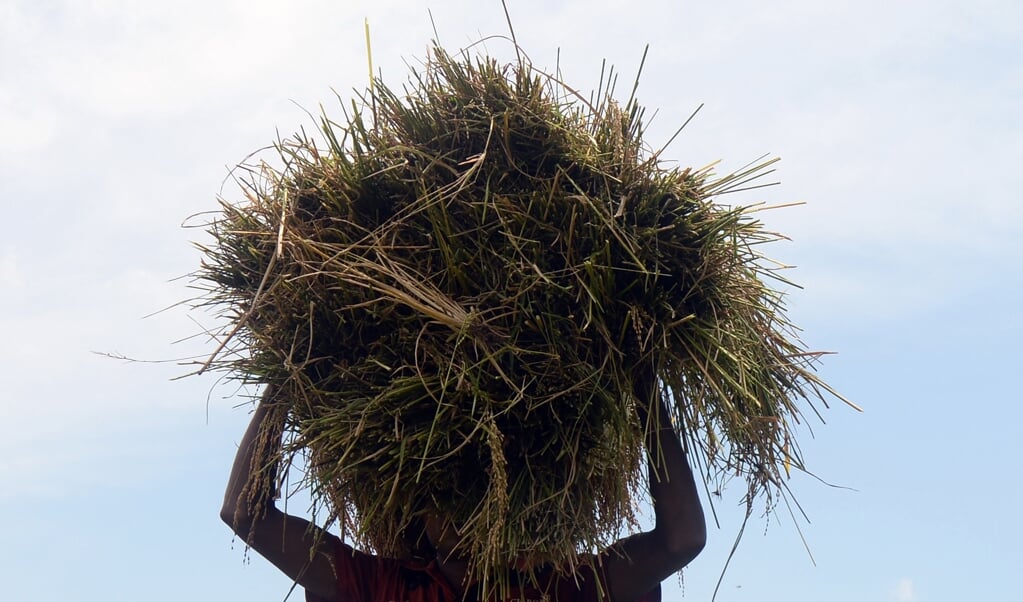 In Sri Lanka werd een vorm van nierkanker geconstateerd bij 20 procent van de gebruikers van een bestrijdingsmiddel met de werkzame stof glyfosaat. Inmiddels heeft de regering van het land het gebruik verboden. (beeld Lakruwan Wanniarachchi / afp)