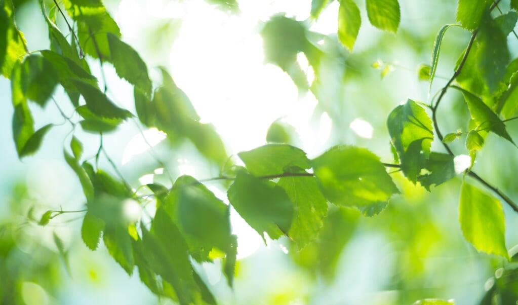 Iemand die bang is hoort ieder blad ritselen. Maar, veelal is het ritselende blad slechts de resultante van een aangename verkoelende bries en niet de vernietigende tornado. (beeld istock)