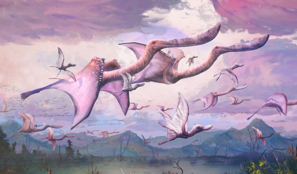 Reconstructie van volwassen en jonge flamingo-achtige pterosauriërs van de soort Pterodaustro guinazui, een van de twee soorten die in het artikel is bestudeerd. (beeld Mark Witton)