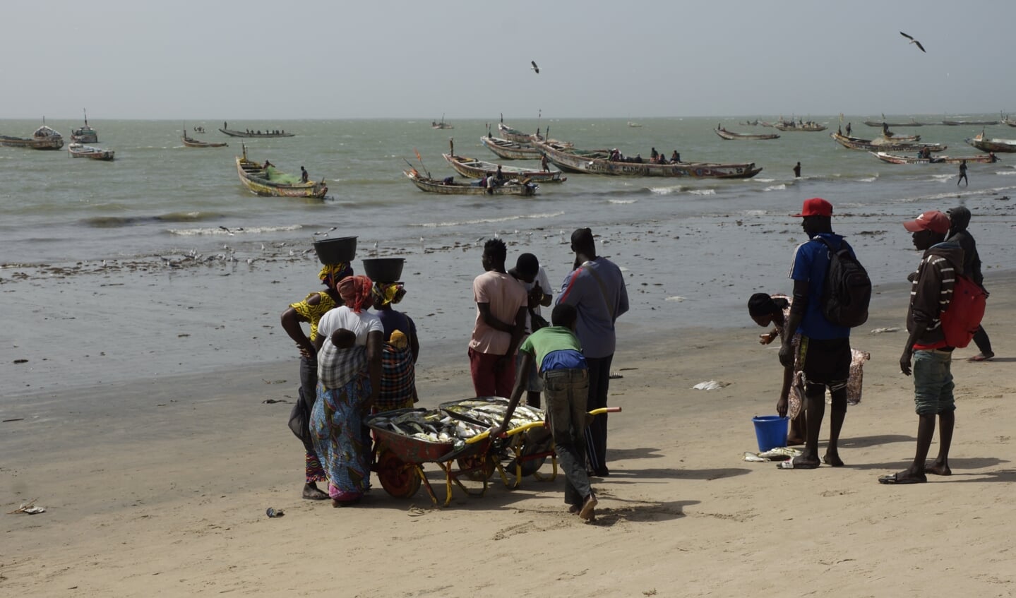 Tanji in Gambia. Ambachtelijke vissers in West-Afrika hebben de grootste
moeite om het hoofd boven water te houden door de komst van trawlers uit
Europa en Azië.
