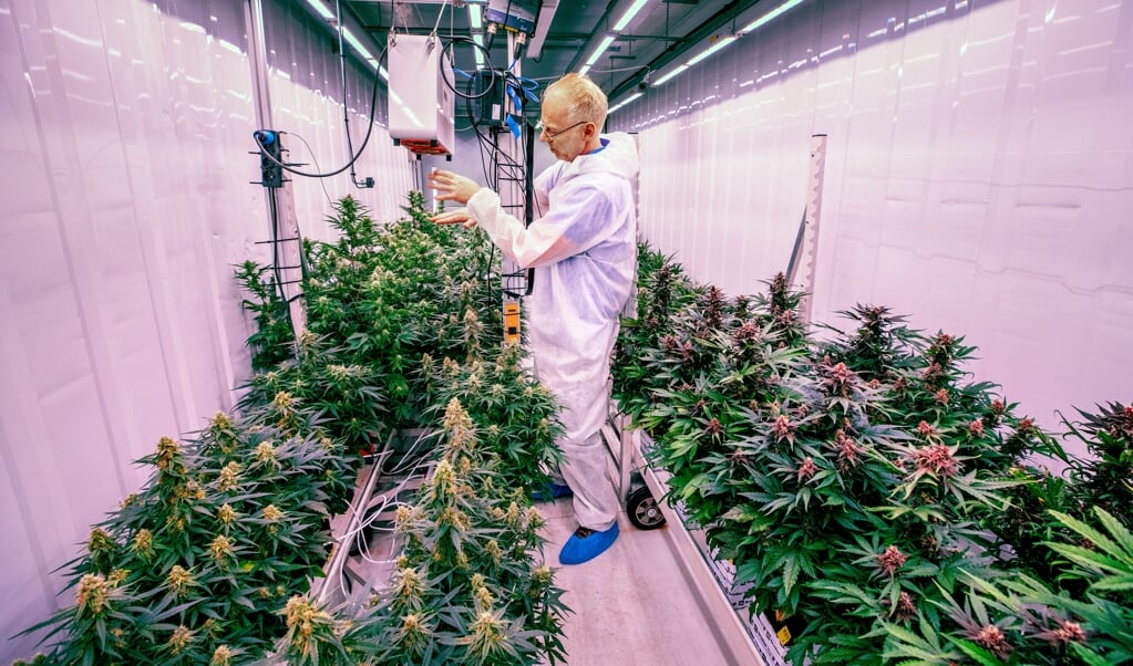 Eric Uleman, oprichter en directeur van CannNext, in een container met medicinale cannabis op een geheime locatie in het zuiden van Nederland. (beeld Raymond Rutting)