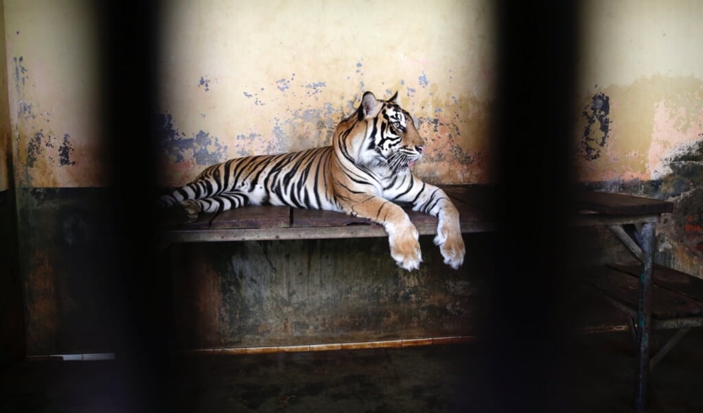 2021-08-02 14:47:42 epa09387445 A male tiger, Tina rests inside the cage after it get Covid-19 swab test at Ragunan Zoo in Jakarta, Indonesia, 02 August 2021. Two endangered male Sumatran tigers Tino nine-year old and Hari twelve year-old at the Ragunan zoo have tested positive for the coronavirus but are expected to recover and currently receiving treatment and are under close supervision from the Ragunan Zoo medicine team. EPA/ADI WEDA (beeld epa / Adi Weda)