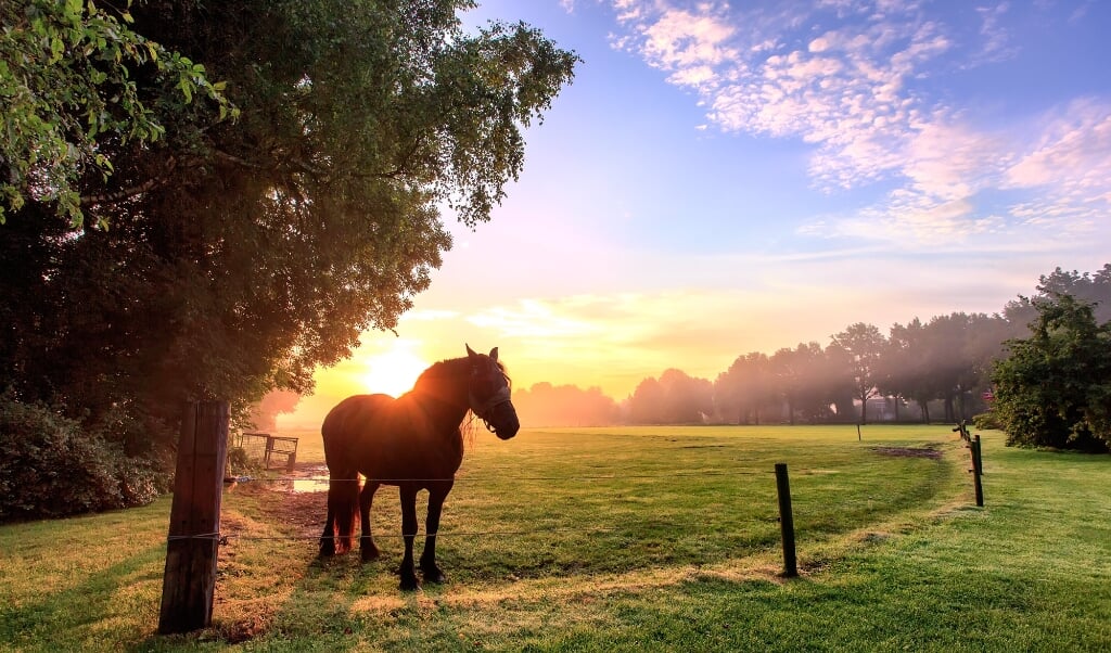 Een paard staat er prachtig bij, terwijl achter haar de zon opkomt in het Drentse landschap. (beeld Johan Scholtens)