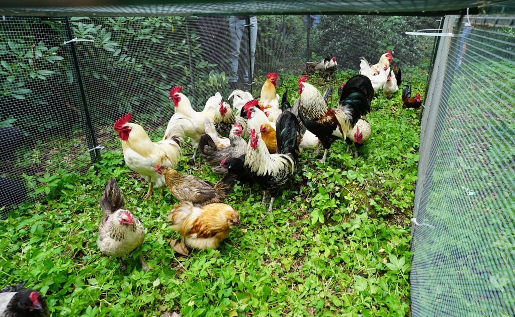 De kippen zitten gevangen in een fuik.  (beeld ND)