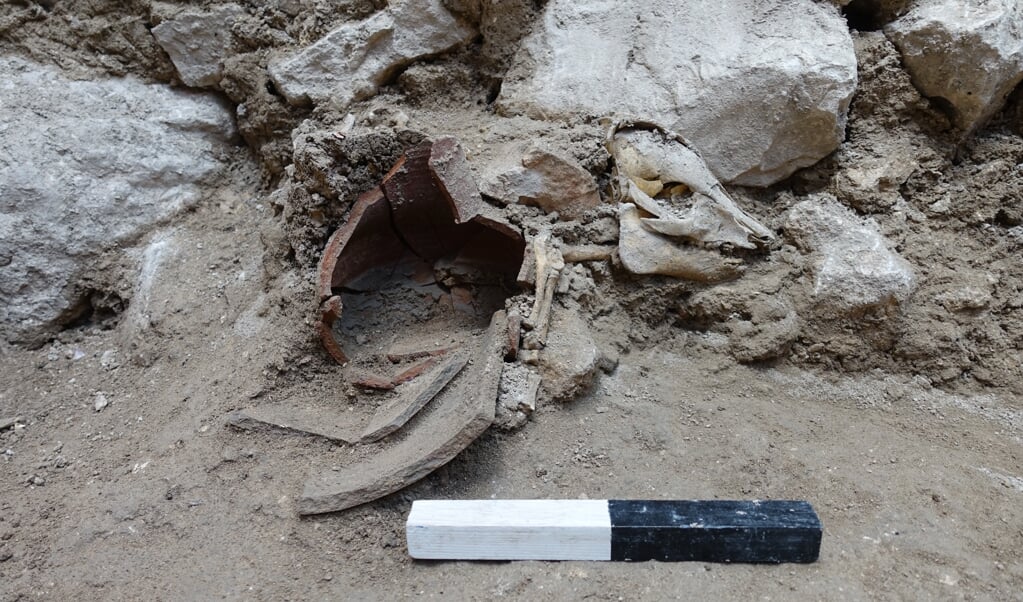 Het varkentje vluchtte weg voor een aardbeving en kwam klem te zitten tussen twee vazen. Daarom is het skelet in tact gebleven. (beeld Joe Uziel / israel antiquities authority)