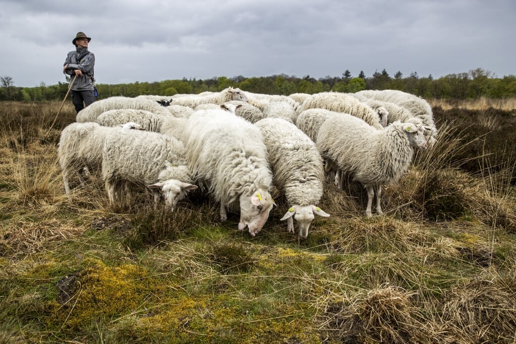 Telkens wanneer Jezus spreekt over het beeld van de herder en zijn schapen, zegt de nieuwtestamenticus Klaus Berger, gaat het om het thema liefde. (beeld anp / Vincent Jannink)