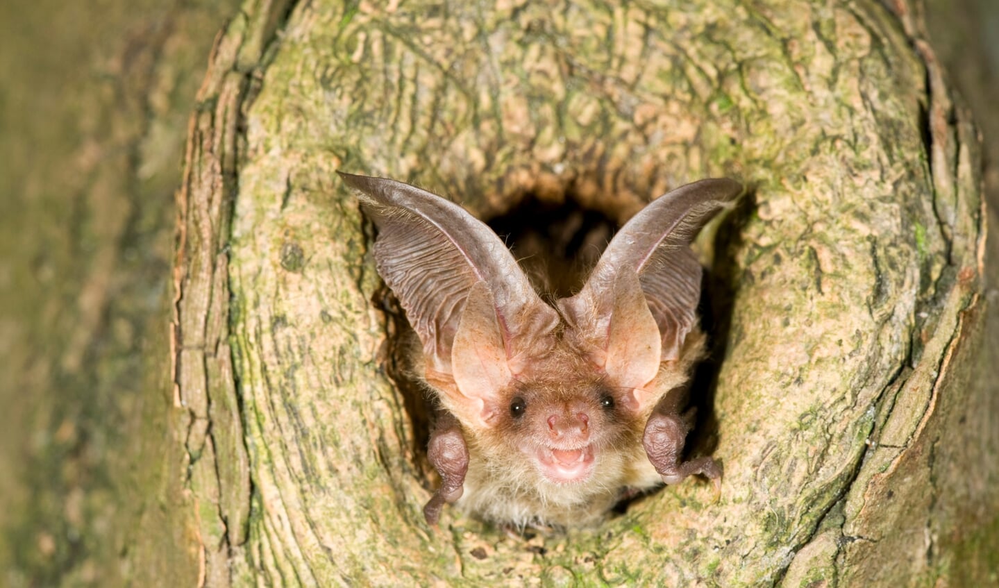 ‘Heel veel mensen hebben vleermuizen in de tuin zonder het te weten, omdat vleermuizen ’s nachts vliegen en niet zo makkelijk zijn waar te nemen', zegt vleermuisdeskundige René Jansen. Op de foto een gewone grootoorvleermuis.