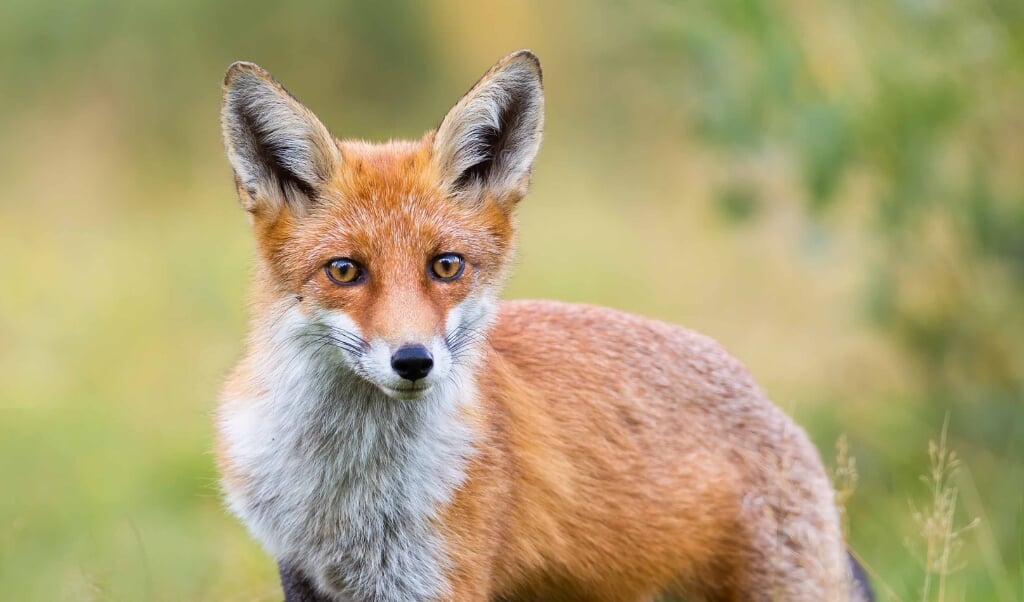 Lovely red fox, vulpes vulpes, facing camera with adorable eyes in green summer nature. Wild mammal approaching cautiously on grass from front view. Animal wildlife with copy space. (beeld istock)