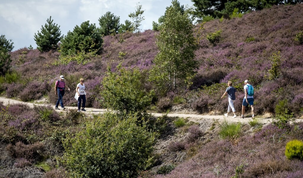 Velen houden natuur graag op afstand, goed voor het weekend of de vakantie. Beeld: wandelaars bij de Posbank. (beeld anp / sem van der wal)