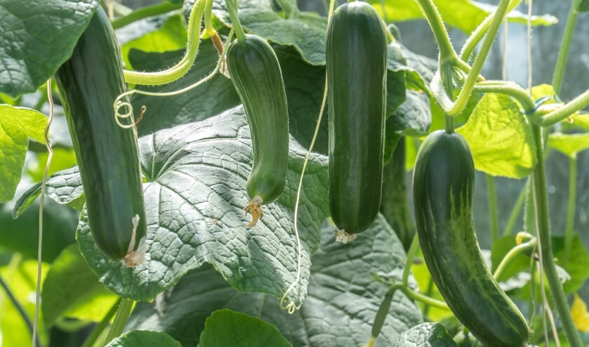 courgette