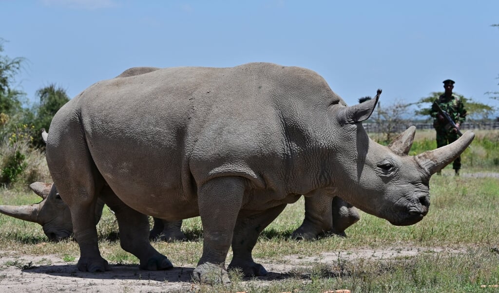 2019-08-23 14:08:17 Najin (foreground), 30, and daughter Fatu, 19, two female northern white rhinos, the last two northern white rhinos left on the planet, graze in their secured paddock on August 23, 2019 at the Ol Pejeta Conservancy in Nanyuki, 147 kilometres north of the Kenyan capital, Nairobi. Veterinarians have successfully harvested eggs from the last two surviving northern white rhinos, taking them one step closer to bringing the species back from the brink of extinction, scientists said in Kenya on August 23. Science is the only hope for the northern white rhino after the death last year of the last male, named Sudan, at the Ol Pejeta Conservancy in Kenya where the groundbreaking procedure was carried out August 22, 2019.
TONY KARUMBA / AFP (beeld Tony Karumba / afp)