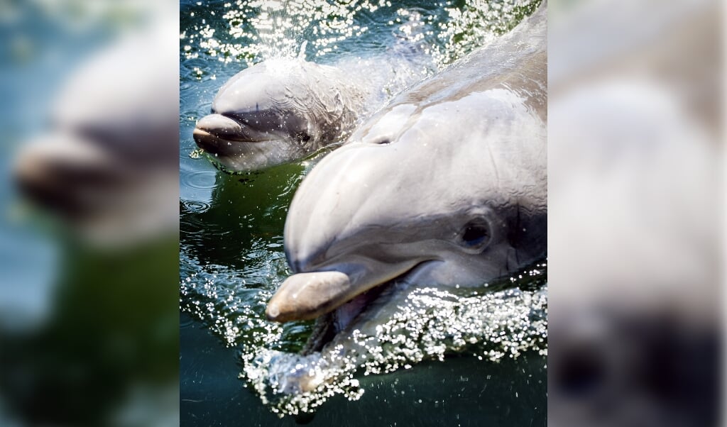 2017-05-27 14:38:44 HARDERWIJK - Een pasgeboren dolfijntje zwemt met haar moeder Roxy in het Dolfinarium, een dag na de geboorte van het kalfje. ANP KOEN VAN WEEL (beeld anp / Koen van Weel)