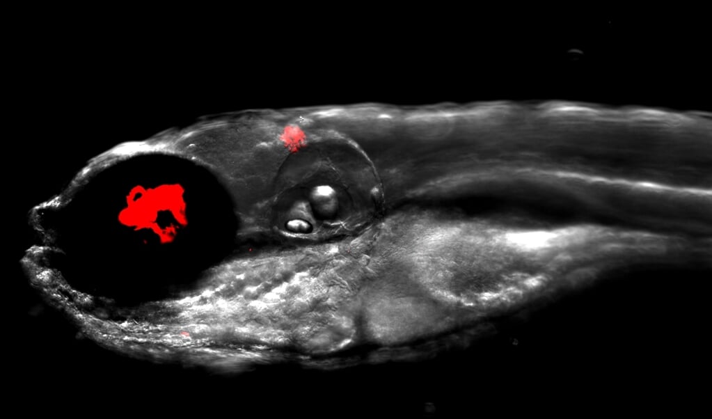 Zebravis die besmet is met rood oplichtende bacteriën uit menselijke longen. (beeld Dr. Matt Johansen / Kremer Lab)