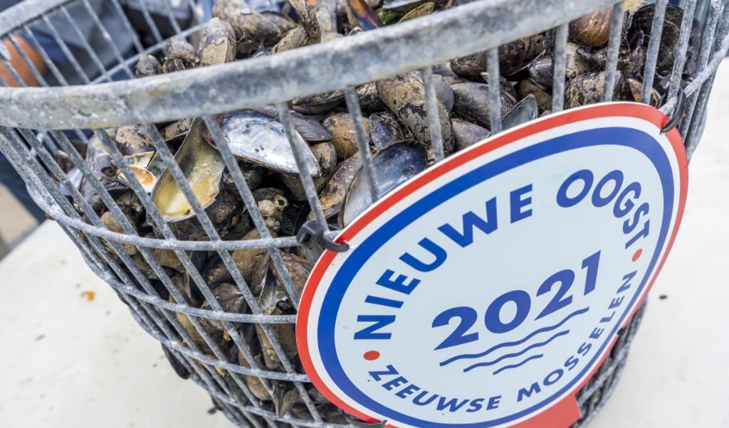 2021-07-07 12:03:39 YERSEKE - Mosselen worden op de Oosterschelde opgevist tijdens de seizoenstart van de Zeeuwse bodemcultuurmosselen.
ANP LEX VAN LIESHOUT (beeld anp / lex van Lieshout)