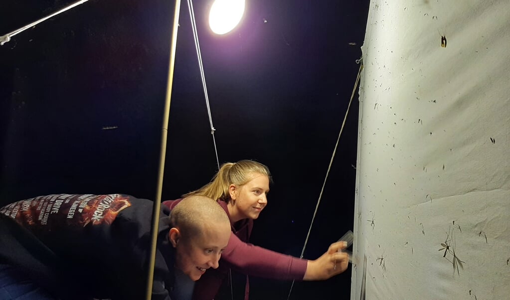 Robien Briel en Nicole Strating lokken hier op de traditionele manier nachtvlinders: met een sterke lamp en een wit doek. (beeld ND)
