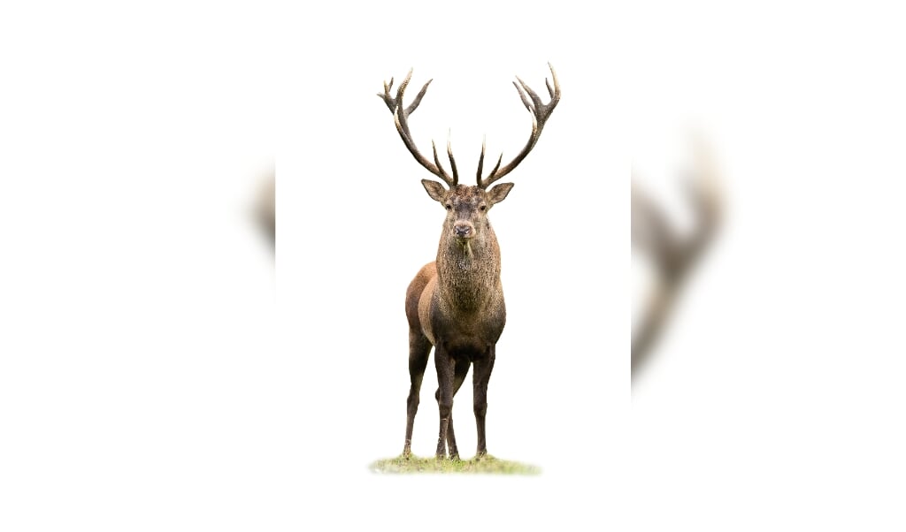 Curious red deer, cervus elaphus, stag looking into camera isolated on white background. Majestic male mammal with strong antlers standing on green grass from front view cut out on blank. (beeld istock)