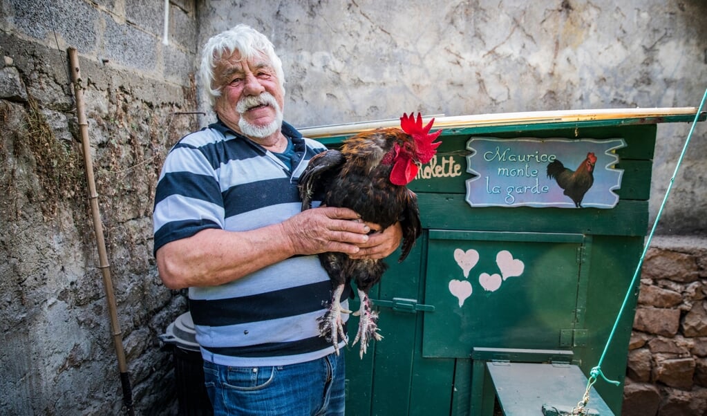 De familie Fesseau heeft een opvolger van Maurice, die tijdens de eerste lockdown vorig jaar stierf aan snotziekte. Ook die heet Maurice. (beeld Aurélie Geurts)