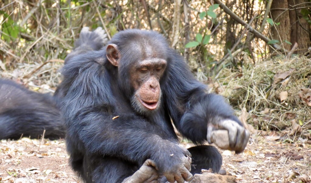 Chimpansee uit de groep die wel gereedschap gebruikt, kraakt een noot op een aambeeld.  (beeld Kathelijne Koops)