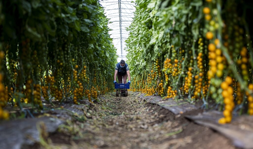 Italië is met 5 miljoen ton per jaar de derde tomatenproducent ter wereld. (beeld epa / Massimo Percossi)