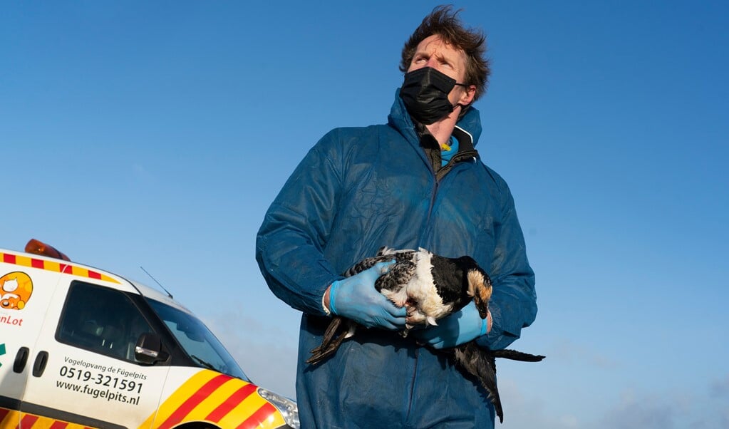 Rinaldo Korst van De Fûgelpits ruimt dode ganzen op. 'Door de vogelgriep vallen ze letterlijk uit de lucht.’  (beeld Jaap Schaaf)