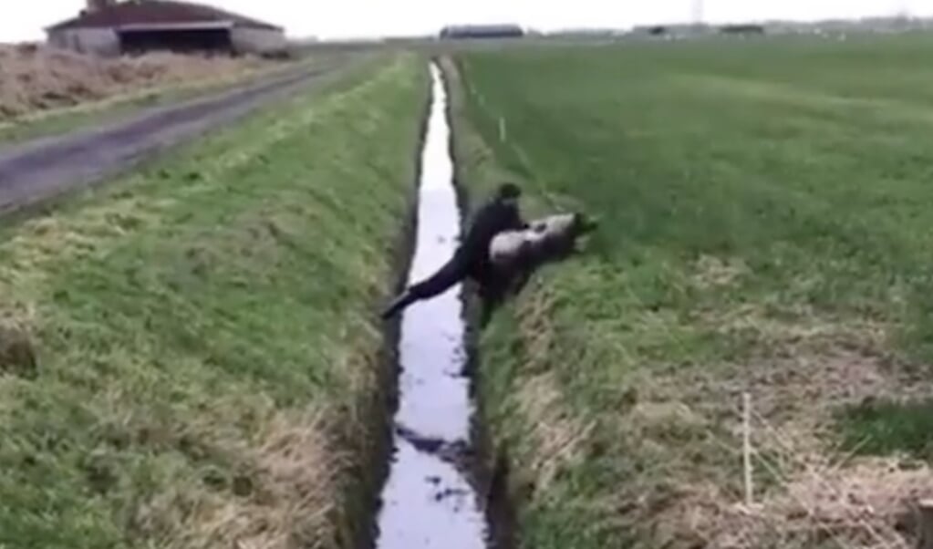 Met veel moeite een schaap weer op het droge krijgen, levert soms hilarische video's op. (beeld twitter)