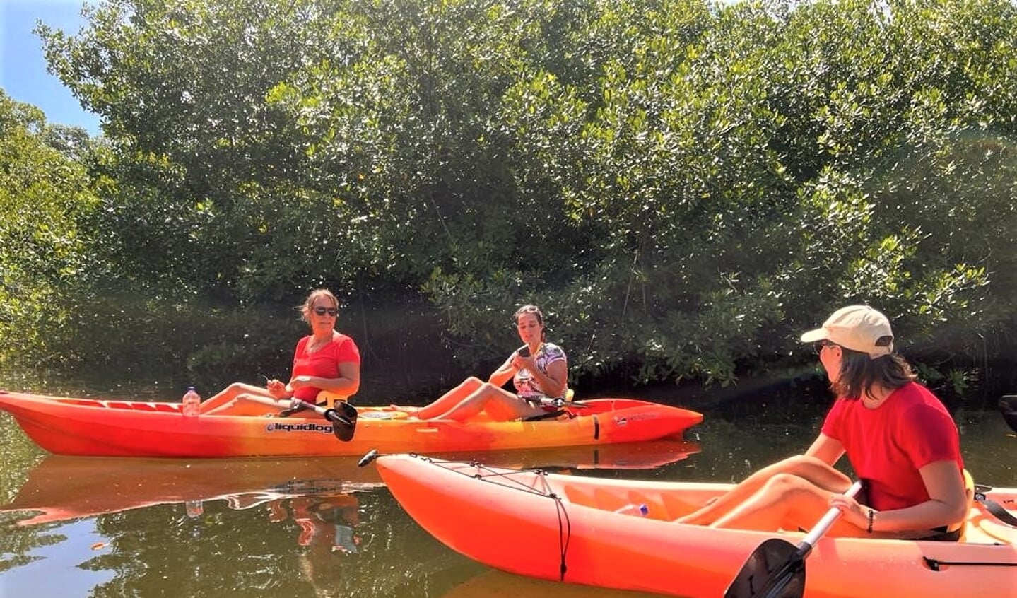 Het mangrovebos trekt ook toeristen aan.