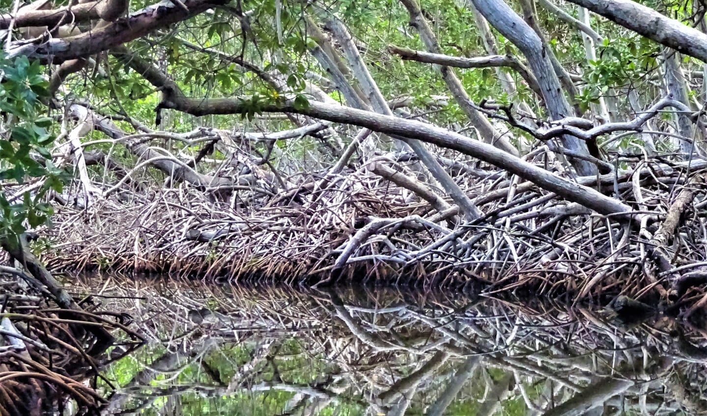 Bonaire heeft de meeste mangroven binnen ons koninkrijk. 