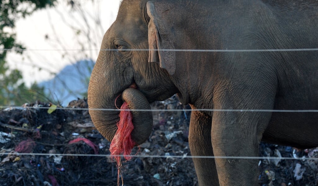 Olifanten gaan op vuilnisbelten in Sri Lanka op zoek naar voedsel. (beeld afp / Lakruwan Wanniarachchi)