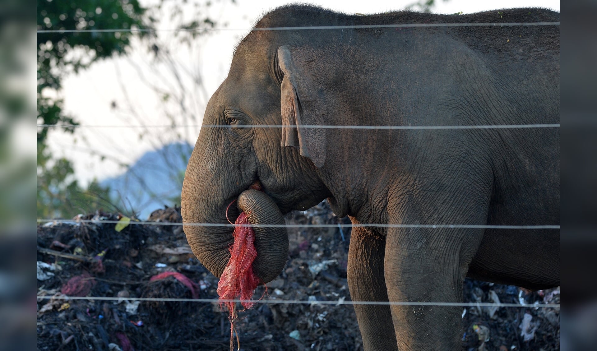 Olifanten gaan op vuilnisbelten in Sri Lanka op zoek naar voedsel.