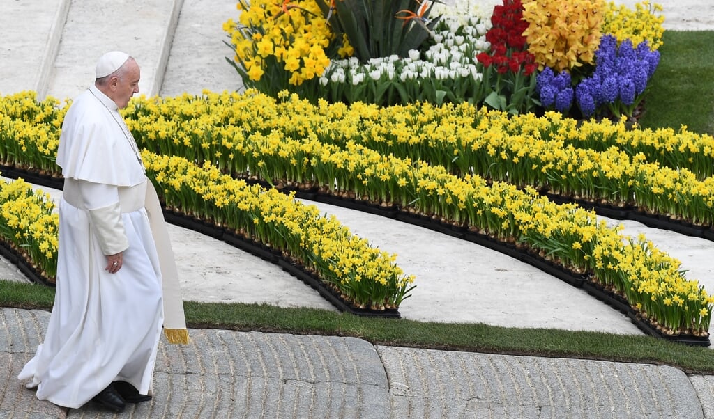 Paus Franciscus loopt tussen de Nederlandse bloemen tijdens de viering van Paasochtend op 21 april 2019 op het Sint-Pietersplein in Rome.   (beeld afp / Vincenzo Pinto )