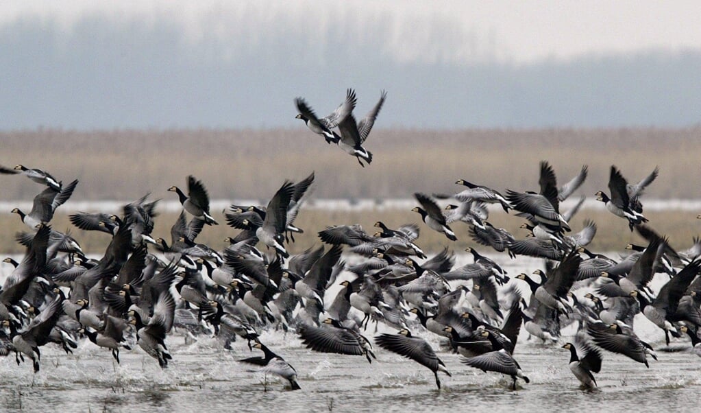 Brandganzen vliegen op uit de Oostvaardersplassen. De brandgans, grauwe gans en knobbelzwaan worden deze winter zwaar worden getroffen door de vogelgriep. (beeld anp / Jasper Juinen)