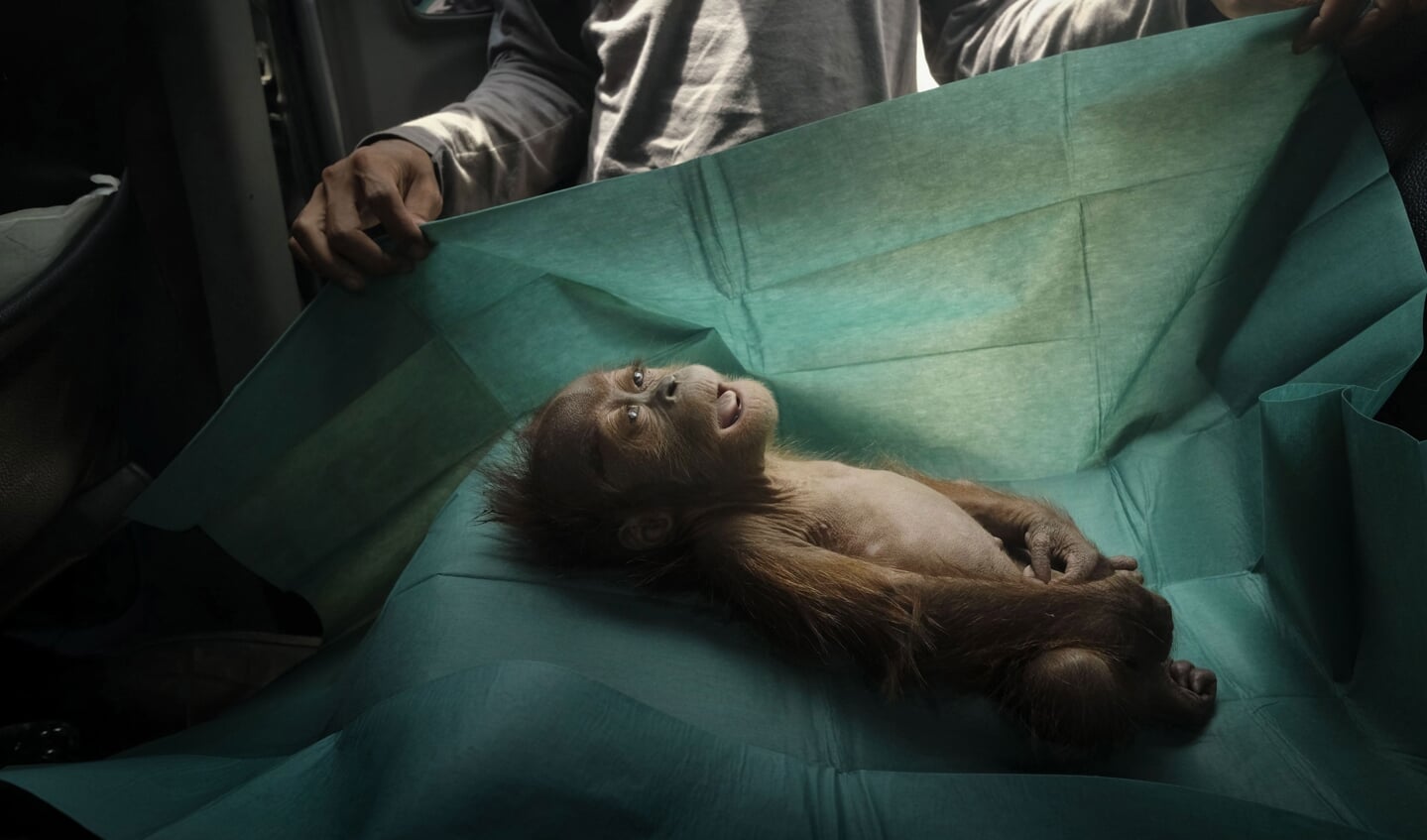 Een orang-oetan van een maand oud overleed kort nadat ze was gevonden op een palmolieplantage op Sumatra, Indonesië. De plantages richten veel schade aan de biodiversiteit aan.