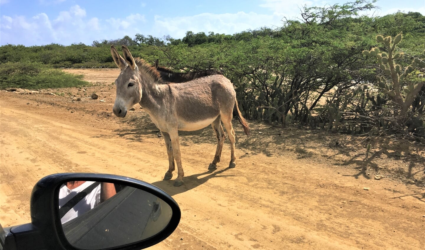 De vele ezels op Bonaire bedreigen het bovenwaterbos.