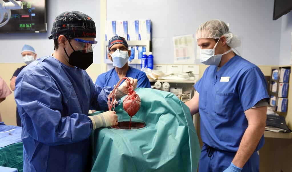 Het chirurgisch team van de Universiteit van Maryland toont het varkenshart dat later in de Amerikaanse David Bennett is geplaatst.  (beeld epa / university of maryland school of medicine)