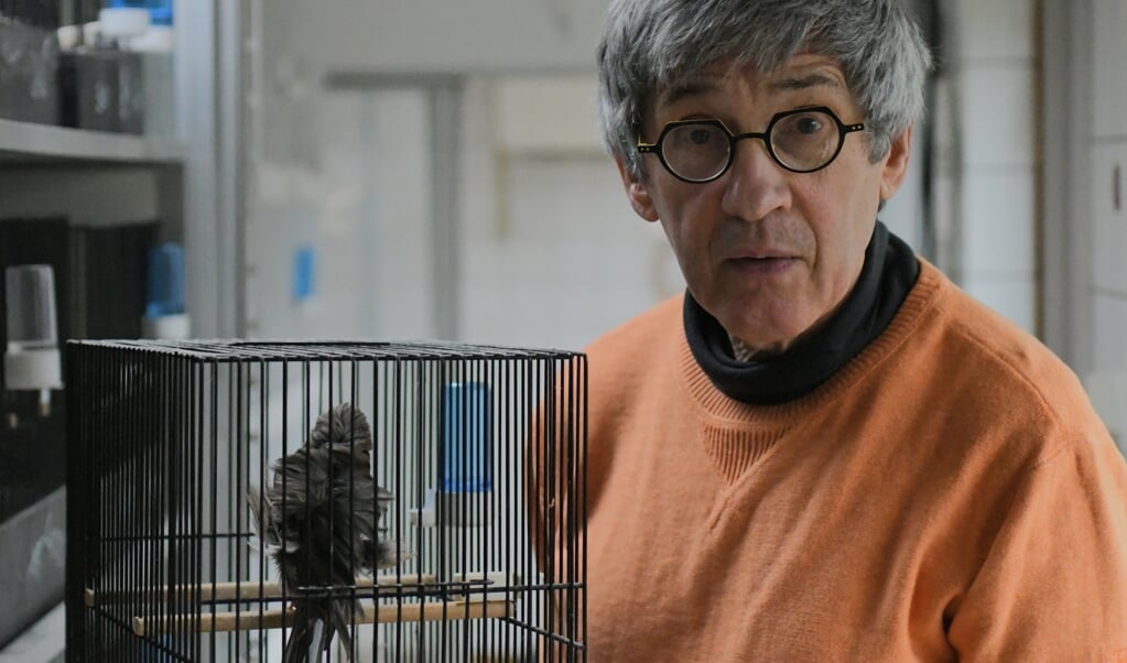 John Rossao: ‘Vogels zijn kwetsbaar en er sneuvelt er wel eens eentje.’  (beeld Theo Haerkens)