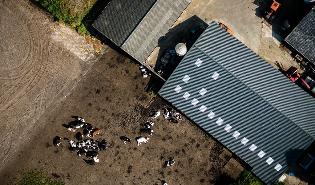 Dronefoto van een boerderij met koeien in het Brabantse Someren.  (beeld anp / rob Engelaar)