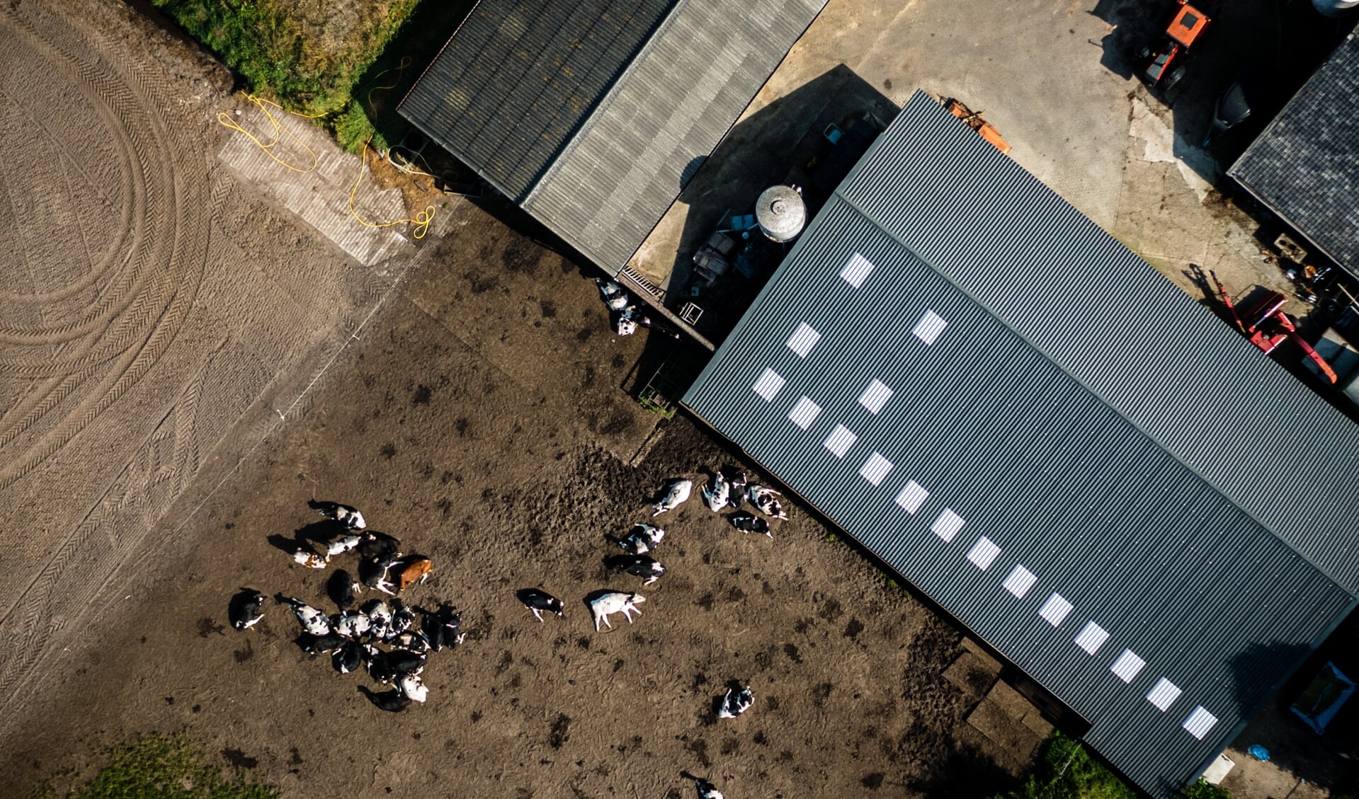 Dronefoto van een boerderij met koeien in het Brabantse Someren.