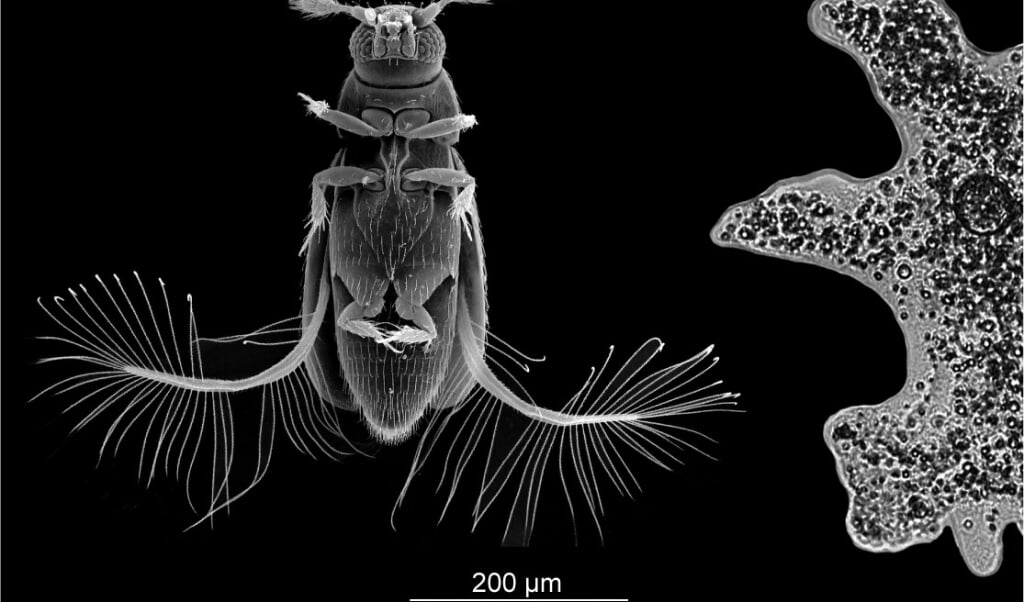 De Veervleugelkever Paratuposa placentis.  (beeld Sergey Farisenkov)