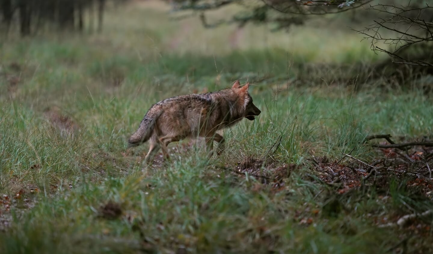 Een wolf op de Veluwe